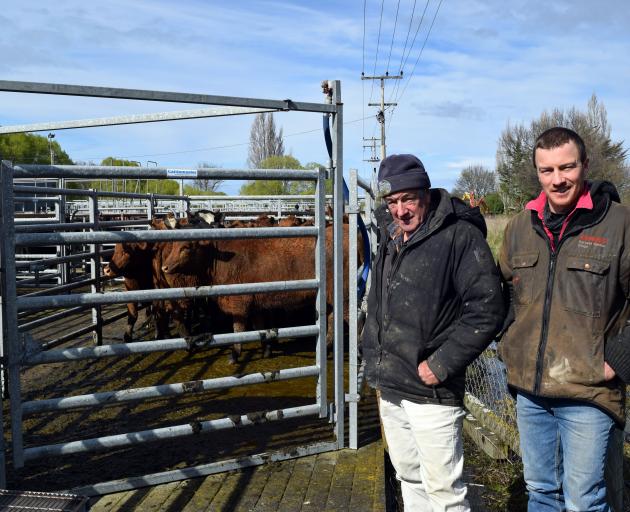 Farmers Ian Sinclair and his son Matt Sinclair and a pen of their Composite cross cattle they...