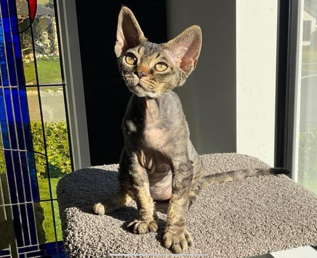 Among the many cats on display at the Southern Cross Cat Club Show on Sunday will be the popular...