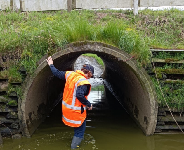A Waikato Regional Council officer inspecting stock underpass. Photo: Waikato Regional Council