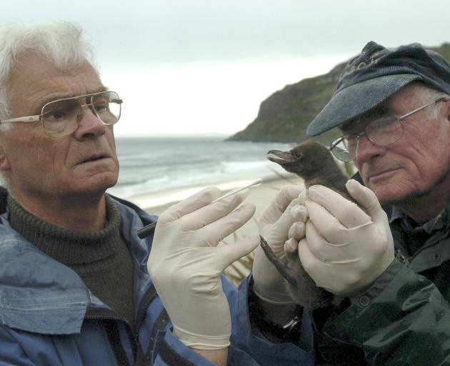 Retired zoologist John Darby, of Wānaka, prepares to swab a 10-day-old yellow-eyed penguin chick...