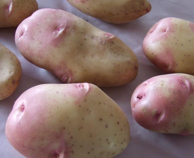 Gone but not forgotten: "King Edward" potatoes.