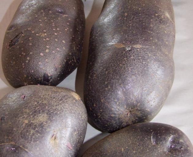 "Purple Heart" is the successful result of crossing Māori potatoes with European-type tubers.
