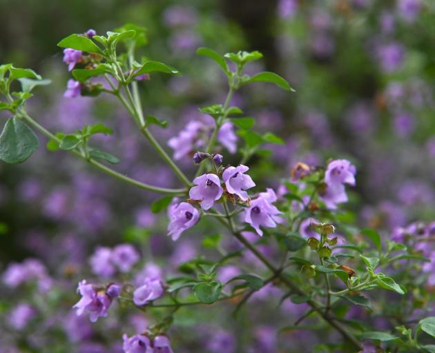 Prostanthera rotundifolia can be found near the aviary in the upper garden at Dunedin Botanic...