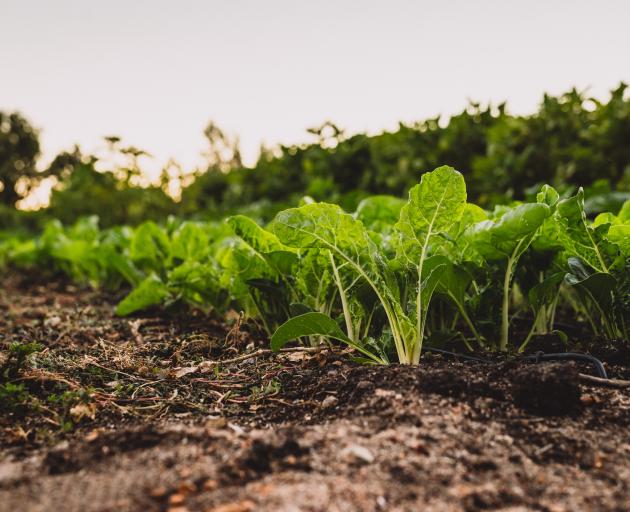 The weedkiller is used to control annual grasses and broadleaf weeds in vegetable growing...