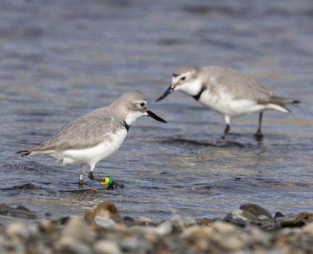 The Ashley Rakahuri River is home to native birds like these wrybill. Photo: Grant Davey / Ashley...