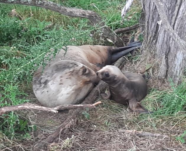 A sea lion pup and her mother, Jade, made headlines in February when they were discovered 60km...