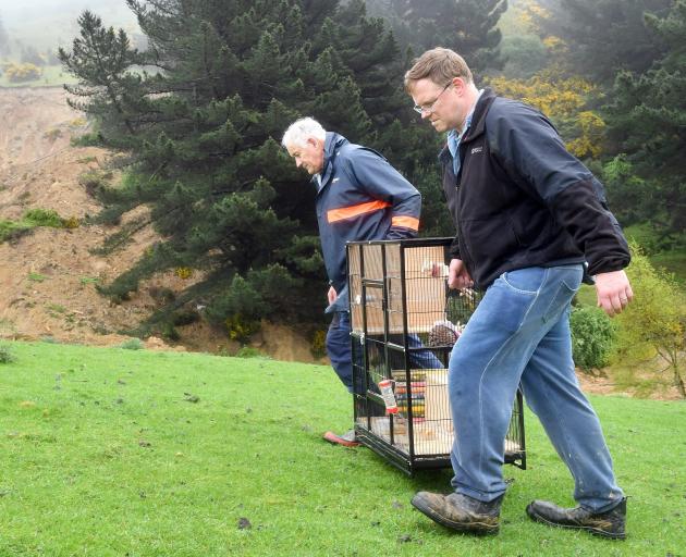West Harbour residents Rex (left) and Chad Ralston recover Dora the chinchilla in her cage from...