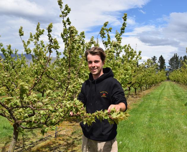 Fortune Fruit orchard technician and packhouse manager Luke St John thins apricots on the orchard...