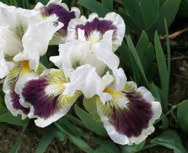 Strong contrasts in dwarf bicolour "Mahogany Snow".
