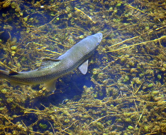 Trout and salmon are a public resource, managed by Fish and Game, Niall Watson says. PHOTO:...