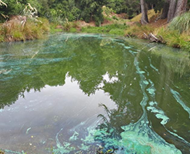 Toxic algae. Photo: Environment Canterbury