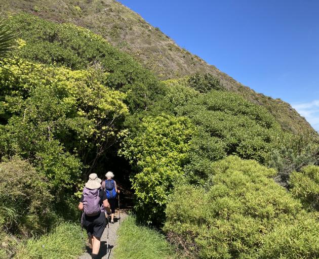 A patch of coastal forest littered with ngaio blooms.