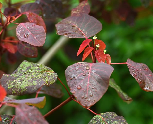 Euphorbia cotinifolia can be found in the in the Winter Garden at the Dunedin Botanic Garden. ...