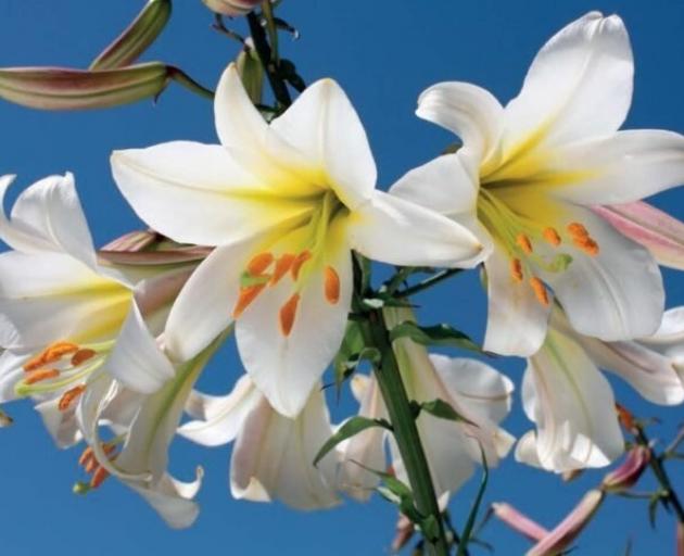 A native of central China, a Clematis montana var wilsonii plant (named after Wilson) first...