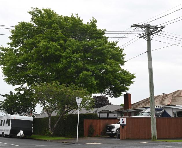 The 20m heritage-listed pin oak tree in King St, Mosgiel, the property owners want removed. PHOTO...