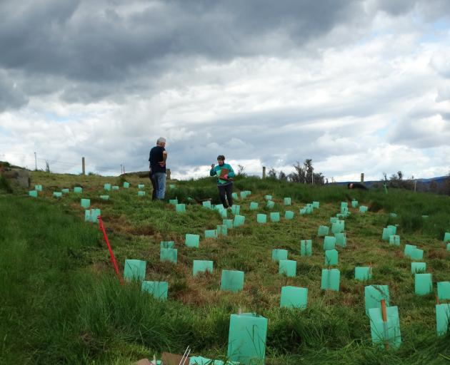 A dozen Waitakians attended a planting day at the Moeraki Lookout Reserve on Saturday. PHOTO: NIC...