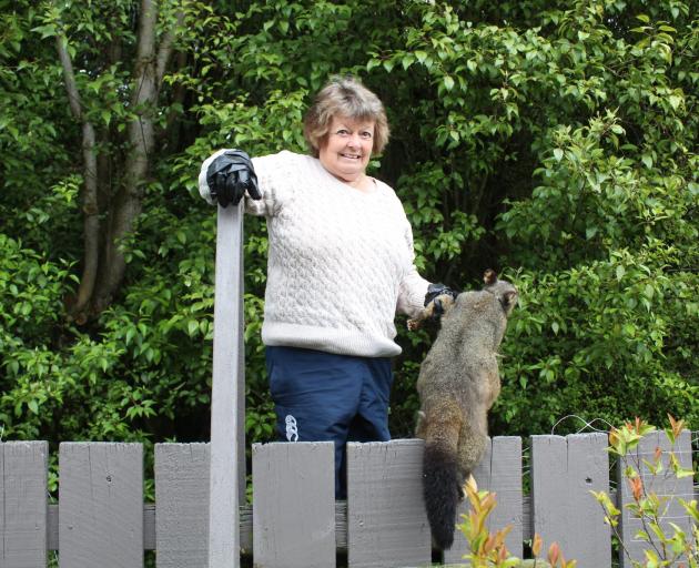 Joan Scarlet, of Winton, has notched up over 100 possum kills to protect her roses. PHOTO:...