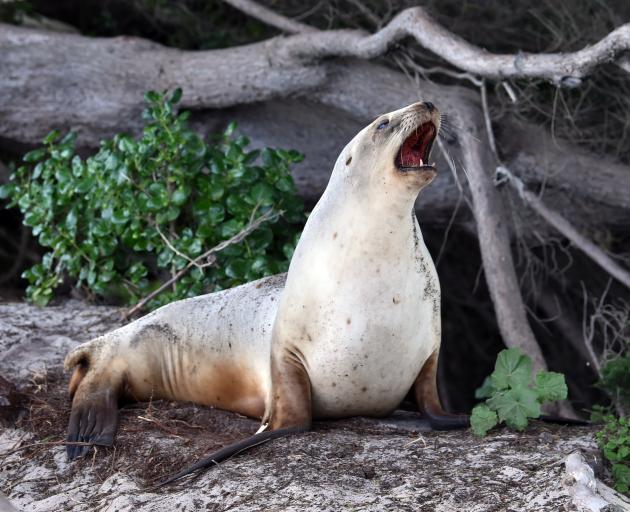 A large sea lion takes a break from the hustle and bustle of St Clair Beach by lying under a...