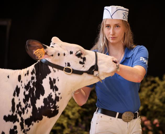 Kate Cummings, of Dipton, leads a Holstein Friesian heifer at the 2024 European Young Breeders...