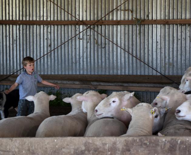 Aaron Gardyne, 4, and heading dog Buster move Poll Dorset rams on Arkley Farm in Knapdale.