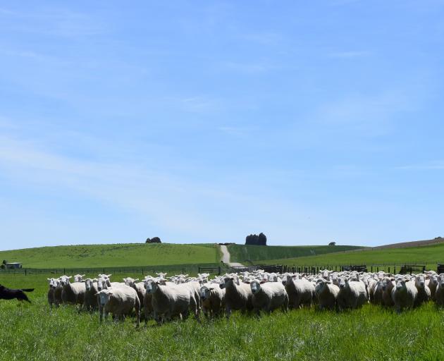 Huntaway Storm moves a flock of Poll Dorset rams on Arkley Farm in Knapdale.