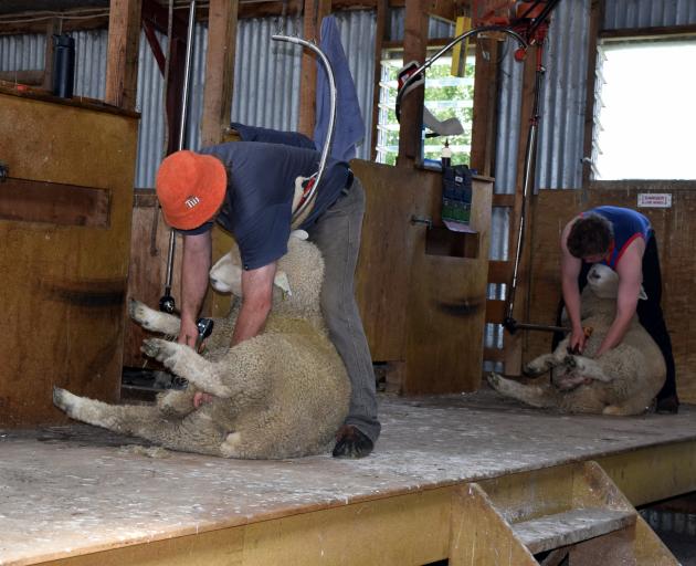 Shearing wool from the scrotums of Romney rams in Waikoikoi are Merrydowns Romney and Southdown...