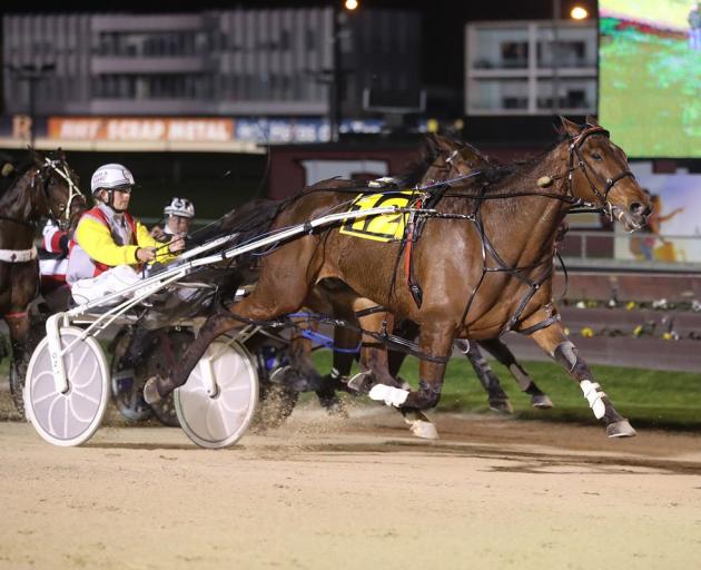Samantha Ottley will drive Southland-trained Tact McLeod in the New Zealand Cup at Addington...