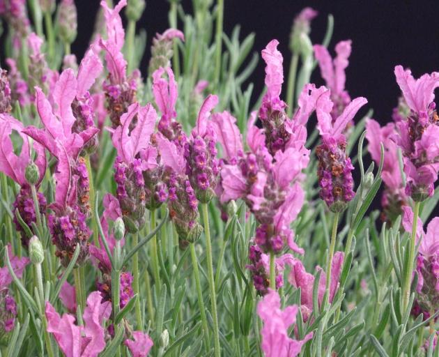 Prune lavender after flowering. Photos: Gillian Vine