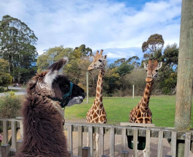 Photo: Orana Wildlife Park