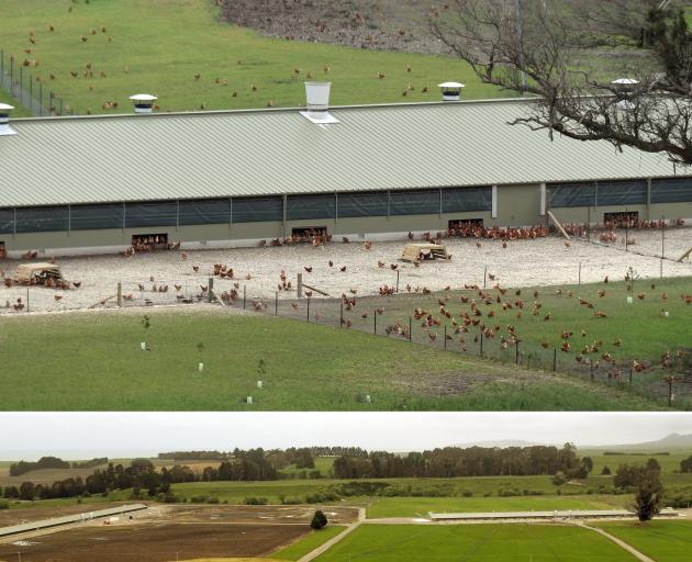 The first of four custom-built poultry sheds south of Moeraki have started production. Photos:...