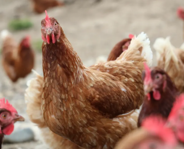 The entire flock of about 160,000 birds at an Otago egg farm is set to be culled to try and...