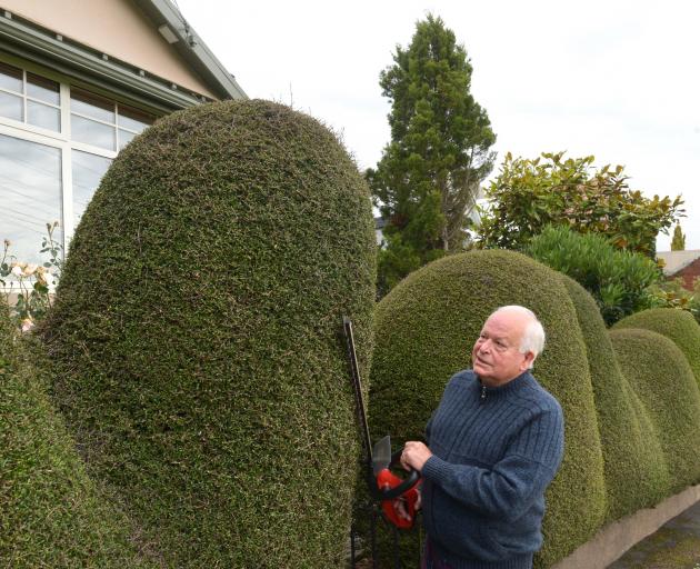 Mornington resident Euan Thomson gives his distinctive coprosma hedge a trim. PHOTO: GREGOR...