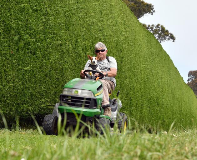 Ian Reeves and his 5-month-old Jack Russell, Rocket, enjoy each other’s company as they mow their...