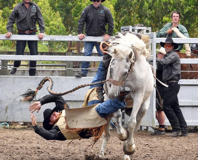 Milton cowboy Alex Moore scored a zero after his second division saddle bronco dumped him in the...