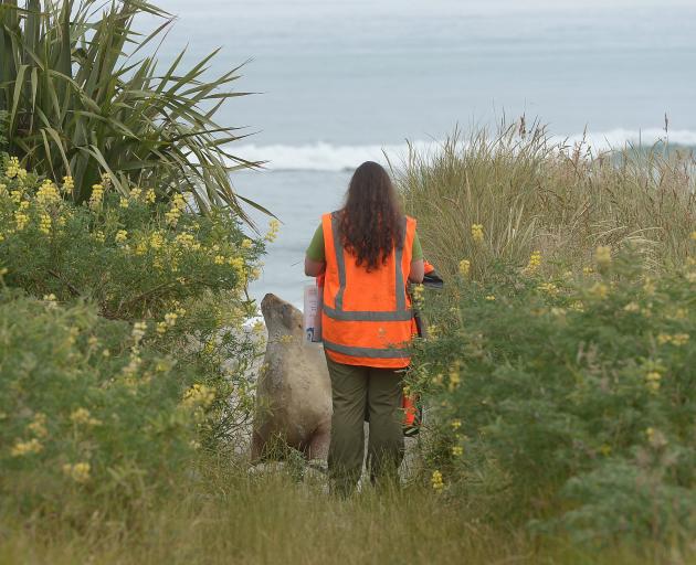 Department of Conservation ranger Giverny Forbes ushers Gem the sea lion from Brighton Rd back...