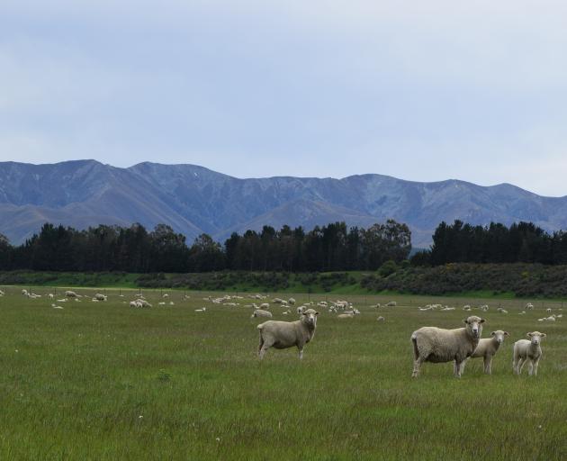 Ewes and their lambs graze a paddock near Wedderburn.