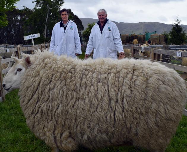 Scrutinising a ram are West Otago A&P Show Perendale section judges Annabel Tripp, of inland...