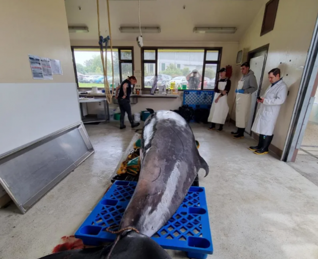 It's only the seventh time a spade-toothed whale has been documented worldwide, and the first...