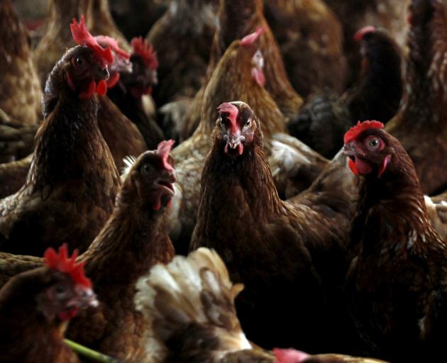 The outbreak, which began in poultry in early 2022, has killed more than 130 million commercial,...