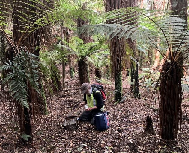 Forest & Bird South Otago co-chairman Roy Johnstone inspects a trap in the group’s Lenz Reserve...