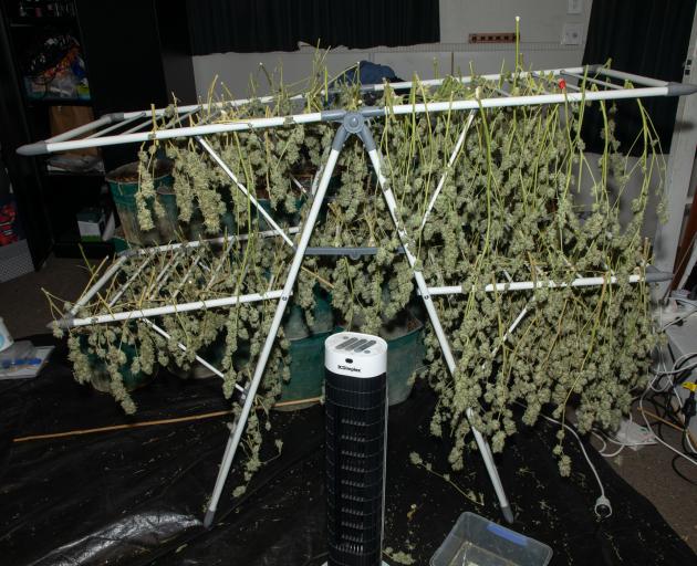 More cannabis was found drying on a clothes rack. 
