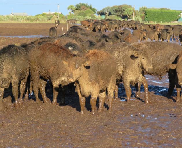 FFPM Grazing was ordered to pay fines and legal costs for grazing cattle in mud. PHOTOS: SUPPLIED