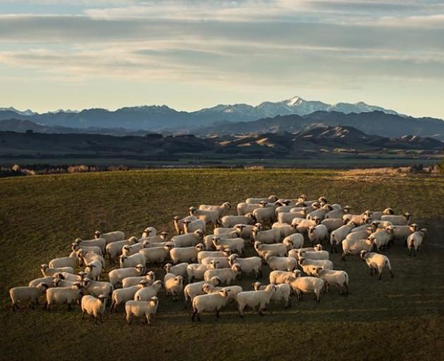 A ewe mob grazes contentedly on the downs of the Stevenson family’s The Gums farm near Cheviot....