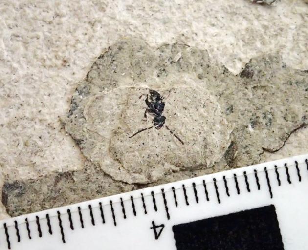 A new ant was discovered on scientists’ first return to Otago’s Foulden Maar after the area was...