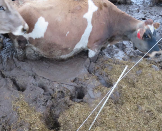 A Southland grazing firm has been fined more than $48,000 for creating conditions where cows had...