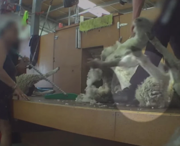 Peta says videos captured on New Zealand farms expose the cruelty involved in sheep shearing....