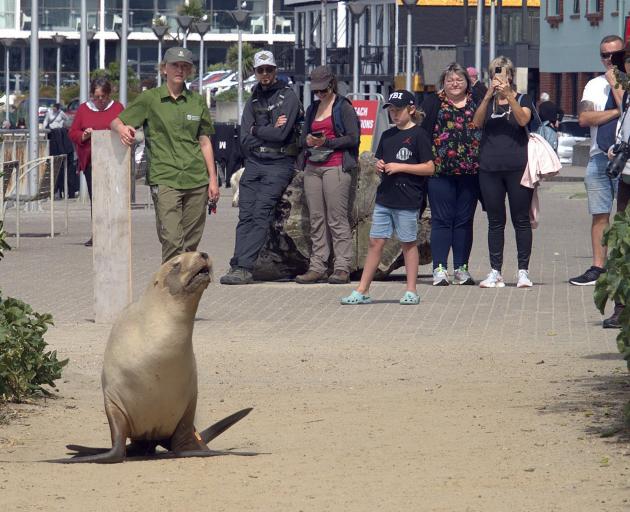 Five-year-old sea lion Tui makes her way back to St Clair Beach yesterday, watched by members of...