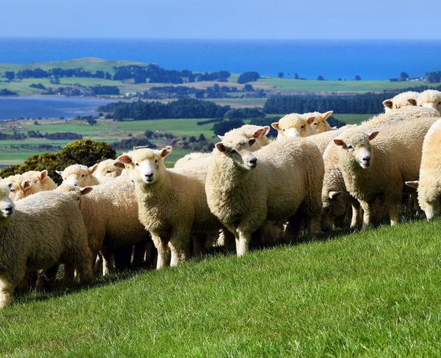 Wool revenue has been forecast to soften by 2% in 2023-24. PHOTO: STEPHEN JAQUIERY