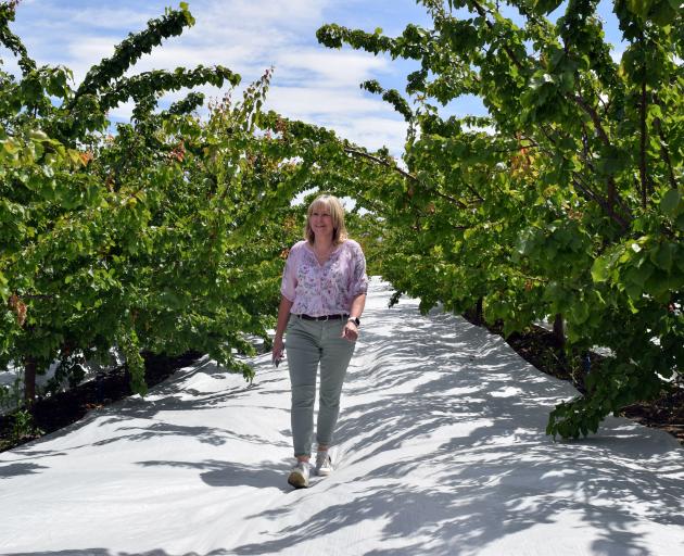 Ardgour Valley Orchards director Sharon Kirk walks on reflective material between rows of...