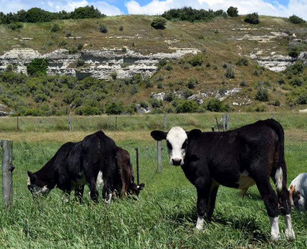 Dairy bull calves on Otto Dogterom’s farm near Duntroon being grown to be manufactured to Mīti...